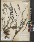 Foto von Salix repens subsp. repens L.